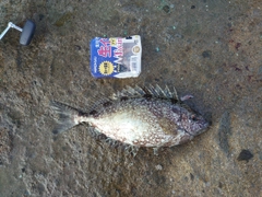 アイゴの釣果