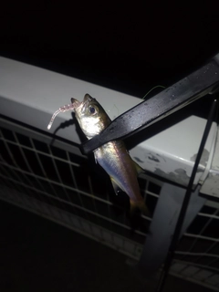 ムツの釣果