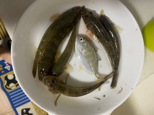 ハゼの釣果