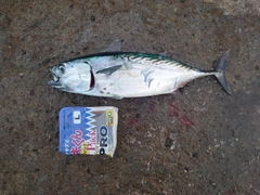 スマガツオの釣果
