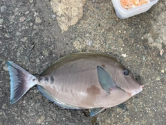 ニザダイの釣果