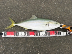 イナダの釣果