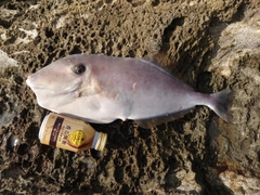 ウスバハギの釣果
