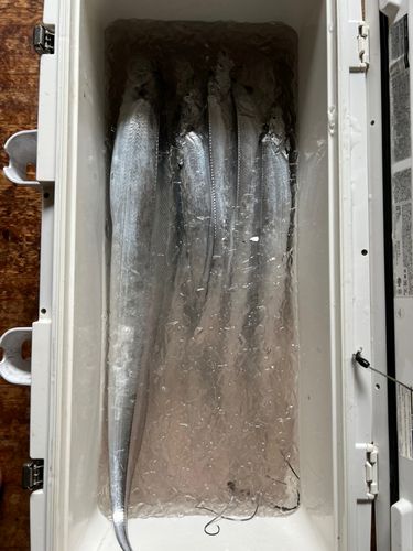 タチウオの釣果