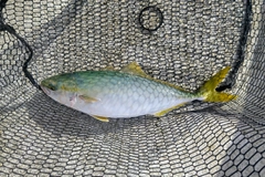 ツバスの釣果