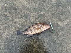 オオモンハタの釣果