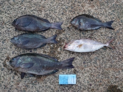 イスズミの釣果