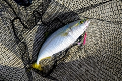 ハマチの釣果