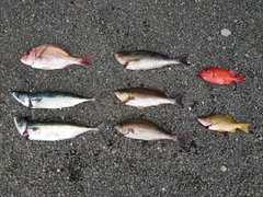 ヨコスジフエダイの釣果