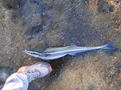 コバンザメの釣果