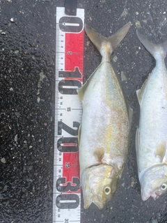 ショッコの釣果