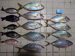 シマアジの釣果