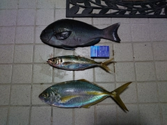 シマアジの釣果