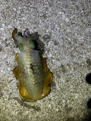 アオリイカの釣果