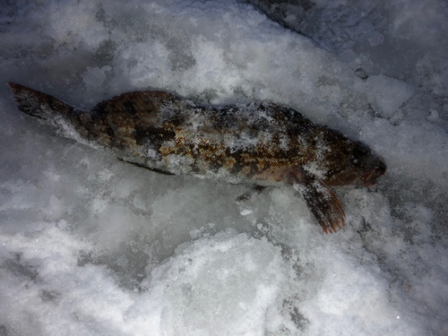 アブラコの釣果