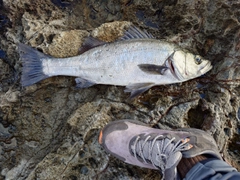 フッコ（ヒラスズキ）の釣果