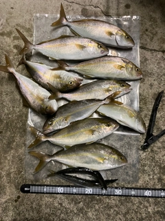 ショゴの釣果