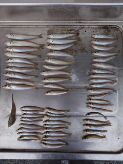 シロギスの釣果