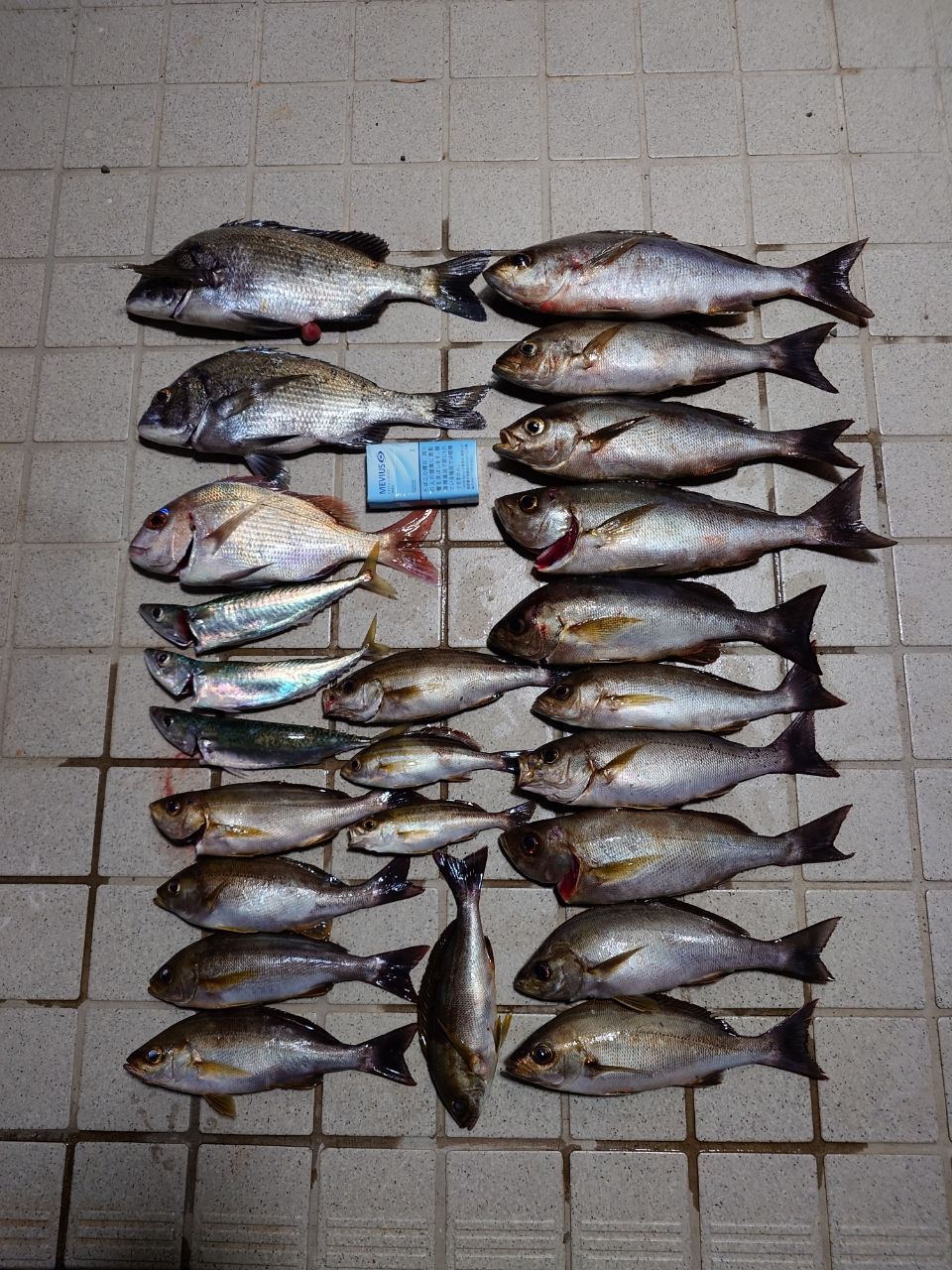 DAIWA 14リーガル 3号-53遠投の最安値・インプレ・釣果 | 本音の口コミ