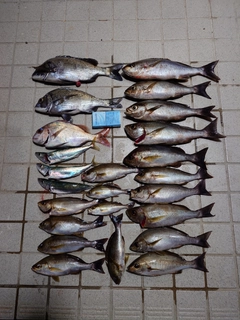 イサキの釣果