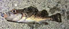ガヤの釣果