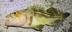 シマゾイの釣果