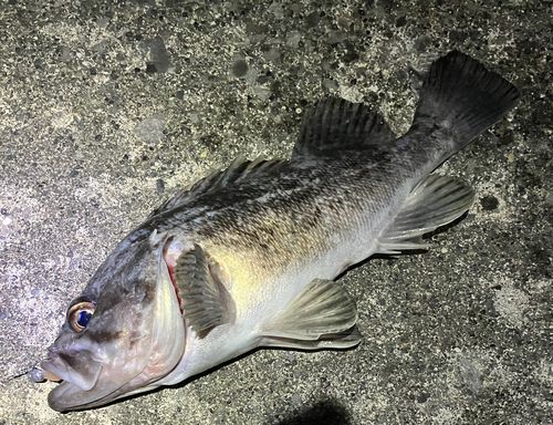 クロソイの釣果