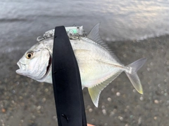 メッキの釣果