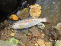 ヤマメの釣果