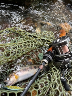 ヤマメの釣果