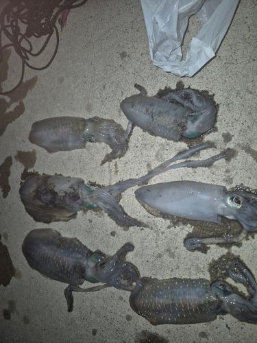 アオリイカの釣果