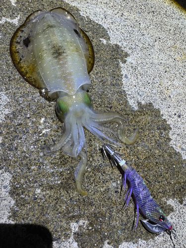 アオリイカの釣果