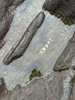 エソの釣果
