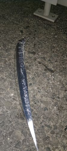 タチウオの釣果