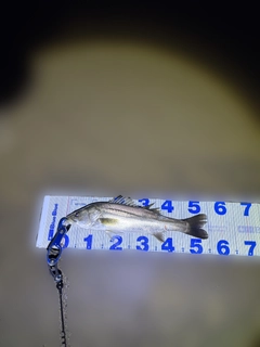 フッコ（マルスズキ）の釣果