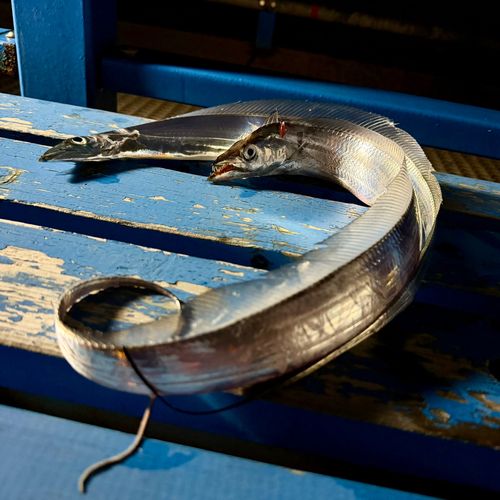 タチウオの釣果