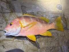 シブダイの釣果