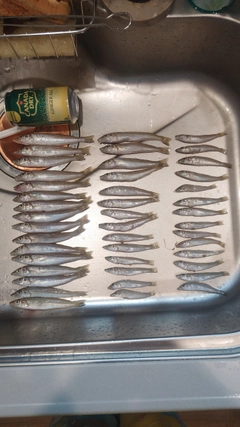 キスの釣果