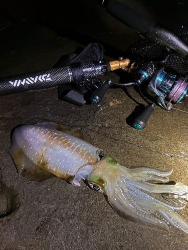 アオリイカの釣果