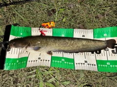 ナマズの釣果