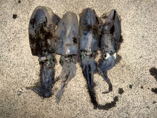 アオリイカの釣果