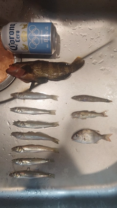 キスの釣果