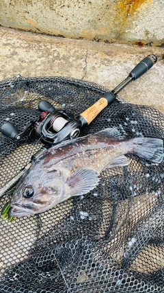 クロソイの釣果