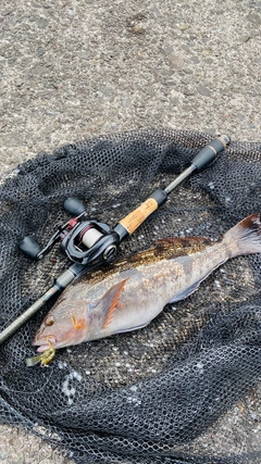 アイナメの釣果