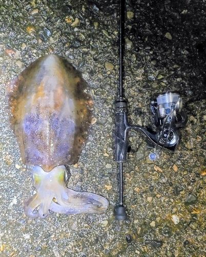 アオリイカの釣果