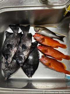 アカハタの釣果