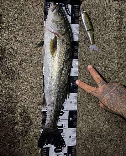 シーバスの釣果