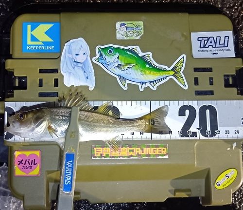 シーバスの釣果