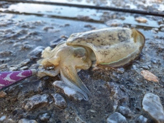 モンゴウイカの釣果