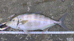 カンパチの釣果